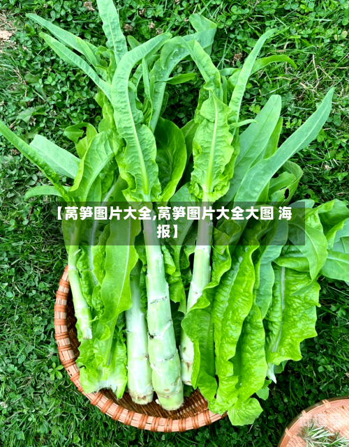 【莴笋图片大全,莴笋图片大全大图 海报】