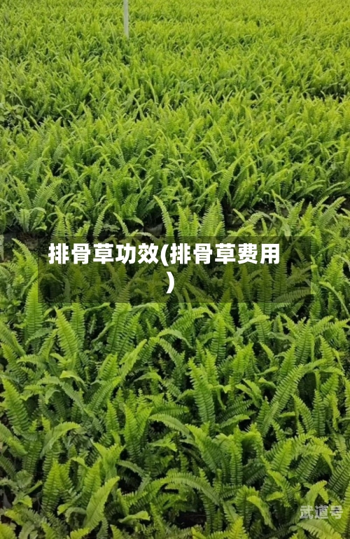 排骨草功效(排骨草费用)