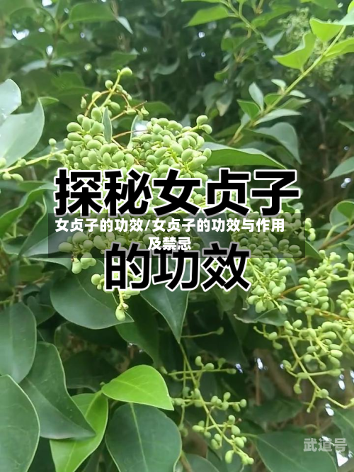 女贞子的功效/女贞子的功效与作用及禁忌