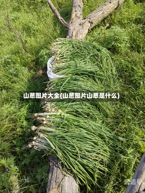 山葱图片大全(山葱图片山葱是什么)