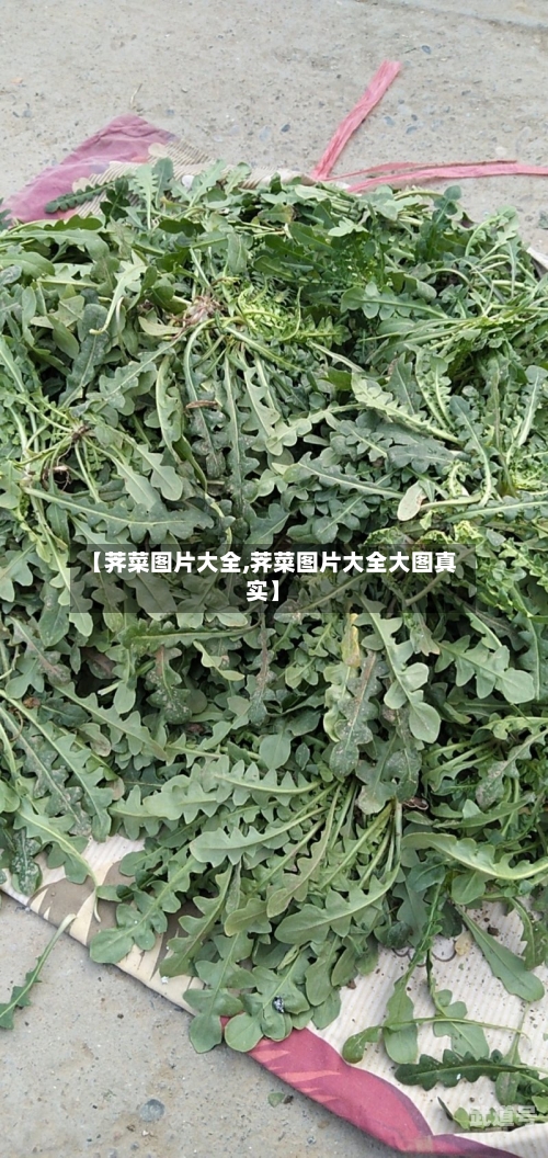 【荠菜图片大全,荠菜图片大全大图真实】