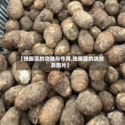 【独脚莲的功效与作用,独脚莲的功效及图片】