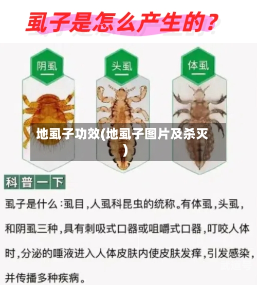 地虱子功效(地虱子图片及杀灭)