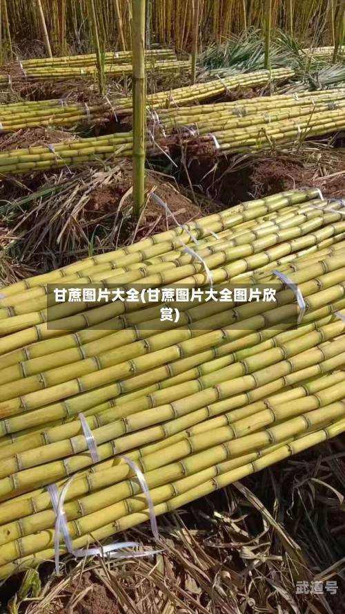 甘蔗图片大全(甘蔗图片大全图片欣赏)