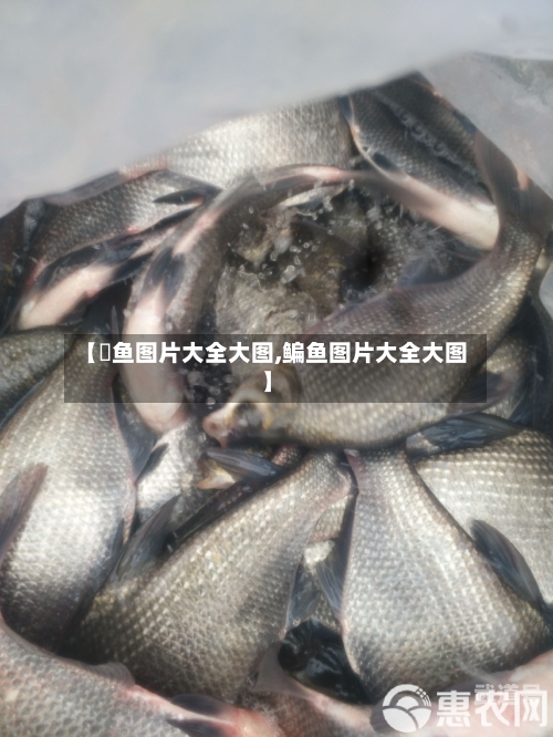 【鮰鱼图片大全大图,鳊鱼图片大全大图】