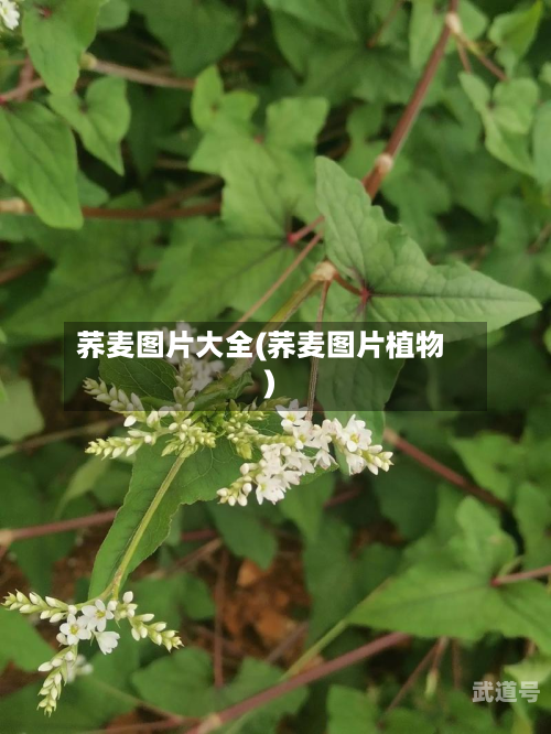 荞麦图片大全(荞麦图片植物)
