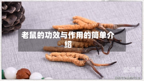 老鼠的功效与作用的简单介绍