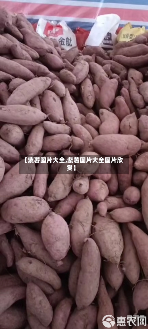 【紫薯图片大全,紫薯图片大全图片欣赏】