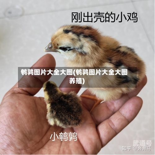 鹌鹑图片大全大图(鹌鹑图片大全大图 养殖)