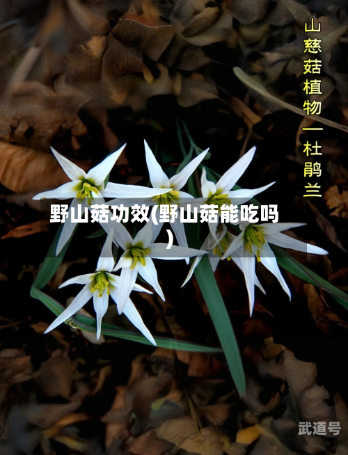 野山菇功效(野山菇能吃吗)