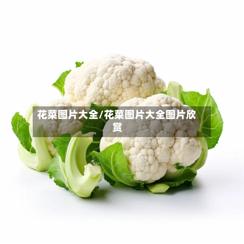 花菜图片大全/花菜图片大全图片欣赏