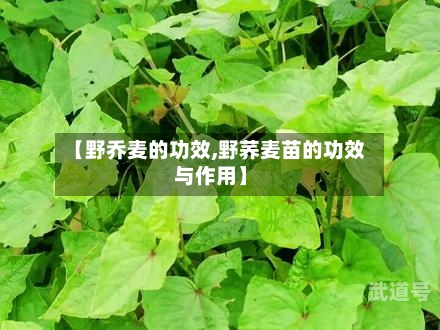 【野乔麦的功效,野荞麦苗的功效与作用】