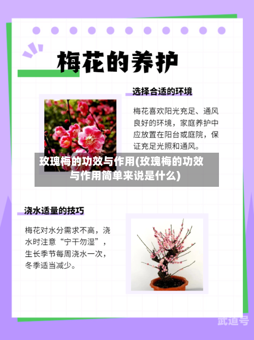 玫瑰梅的功效与作用(玫瑰梅的功效与作用简单来说是什么)