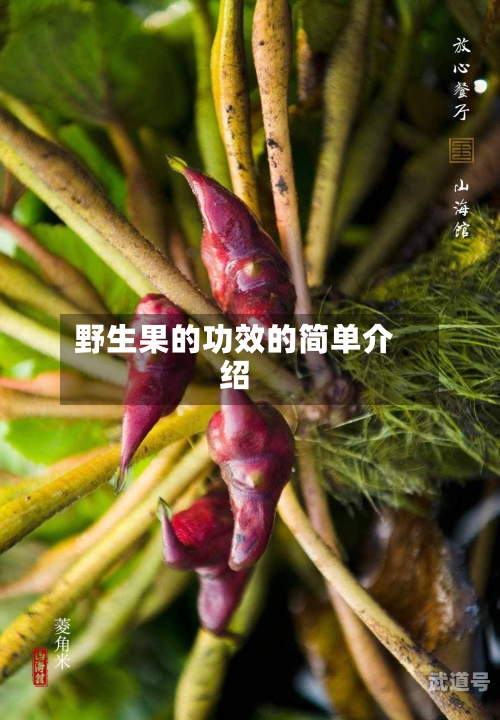 野生果的功效的简单介绍