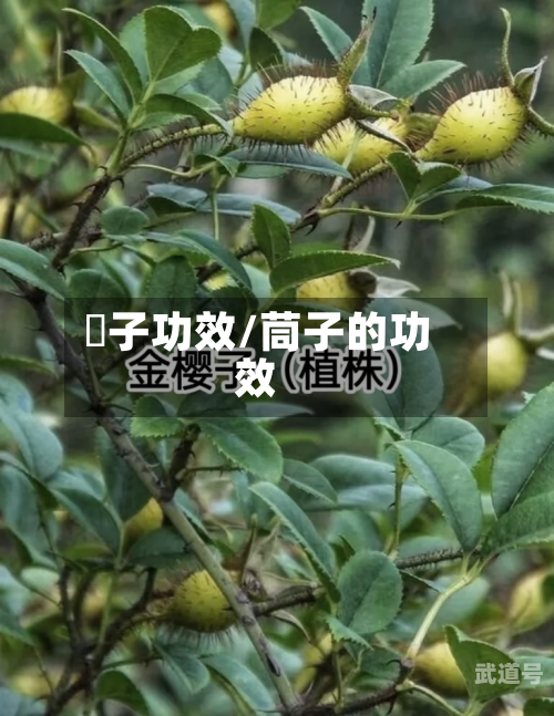 杮子功效/茼子的功效
