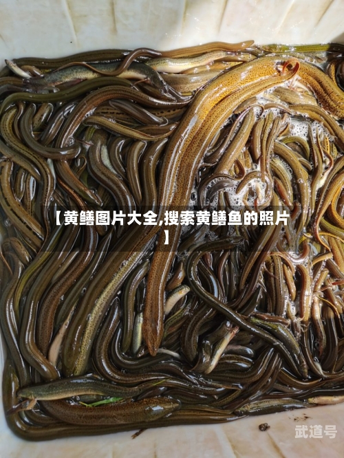 【黄鳝图片大全,搜索黄鳝鱼的照片】