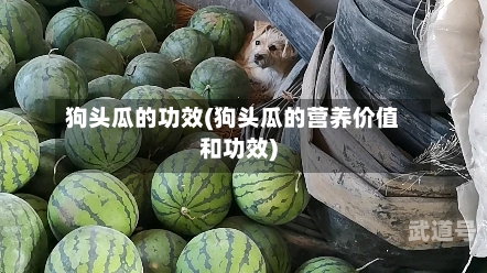 狗头瓜的功效(狗头瓜的营养价值和功效)