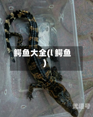 鳄鱼大全(l 鳄鱼)-第3张图片