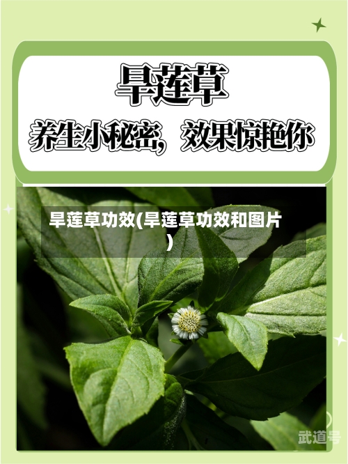 旱莲草功效(旱莲草功效和图片)