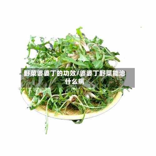 野菜婆婆丁的功效/婆婆丁野菜能治什么病