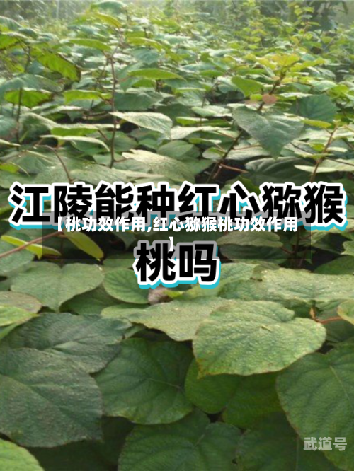 【桃功效作用,红心猕猴桃功效作用】