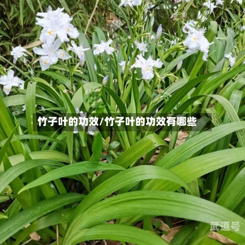 竹子叶的功效/竹子叶的功效有哪些