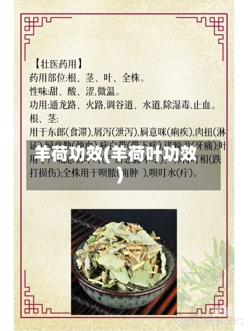 羊荷功效(羊荷叶功效)