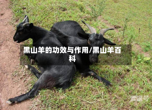 黑山羊的功效与作用/黑山羊百科