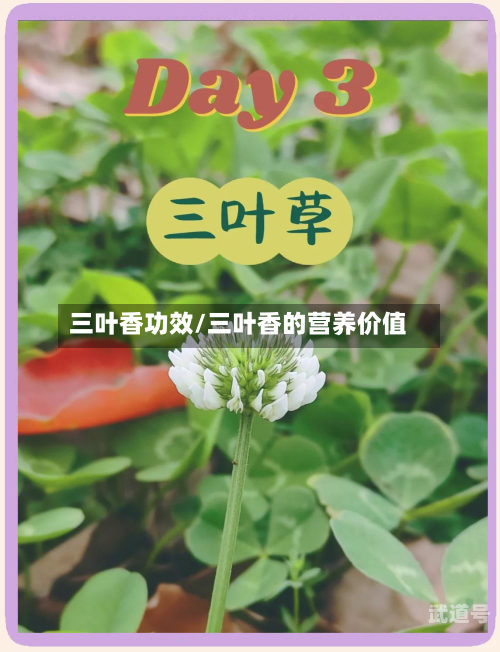 三叶香功效/三叶香的营养价值