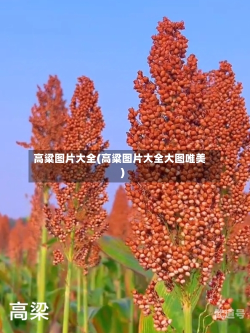 高粱图片大全(高粱图片大全大图唯美)
