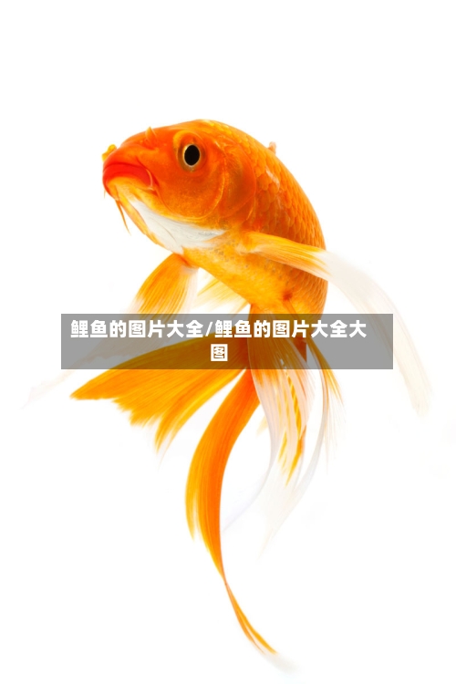鲤鱼的图片大全/鲤鱼的图片大全大图