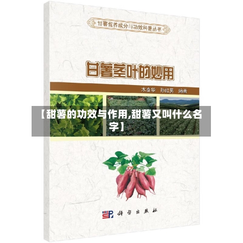 【甜薯的功效与作用,甜薯又叫什么名字】