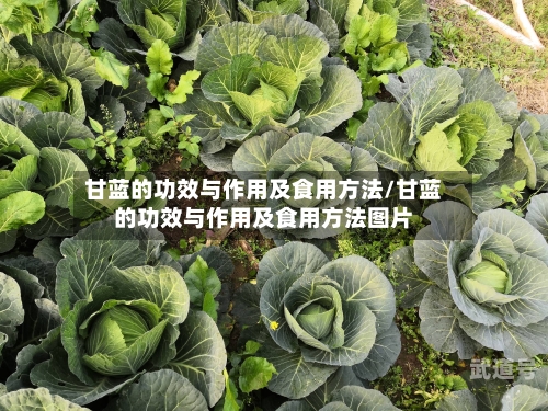 甘蓝的功效与作用及食用方法/甘蓝的功效与作用及食用方法图片