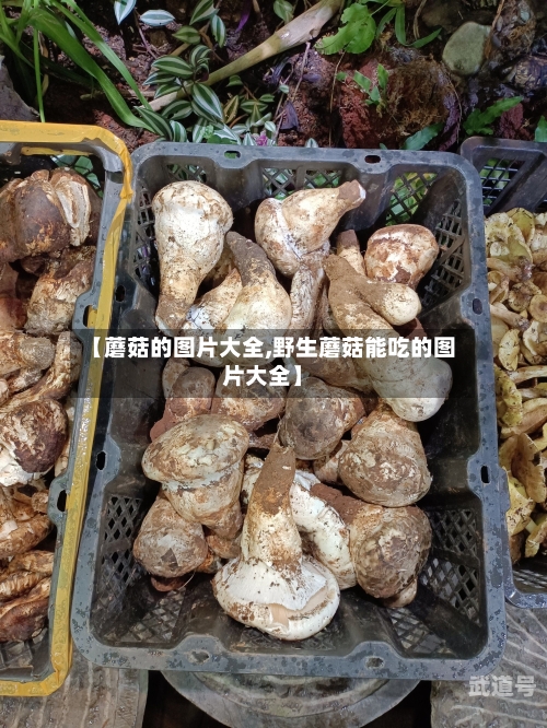 【蘑菇的图片大全,野生蘑菇能吃的图片大全】