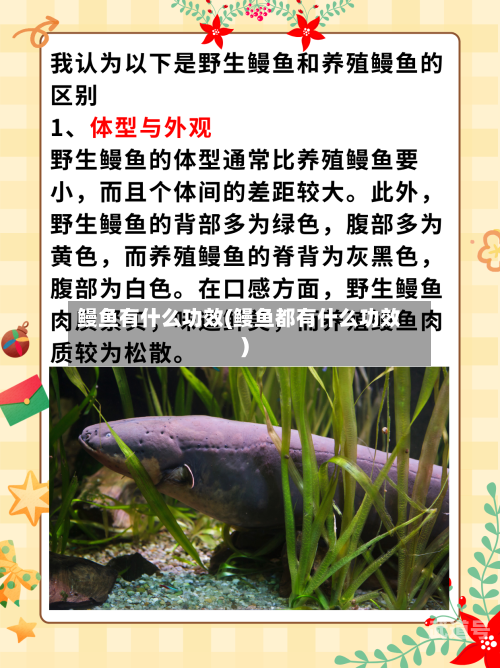 鳗鱼有什么功效(鳗鱼都有什么功效)