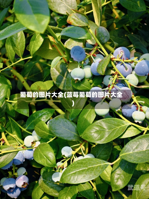 葡萄的图片大全(蓝莓葡萄的图片大全)