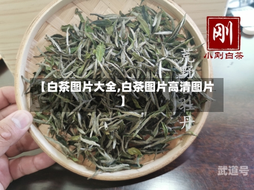【白茶图片大全,白茶图片高清图片】