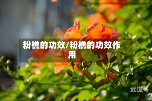 粉樵的功效/粉樵的功效作用