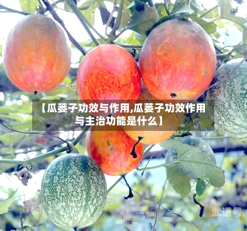 【瓜蒌子功效与作用,瓜蒌子功效作用与主治功能是什么】