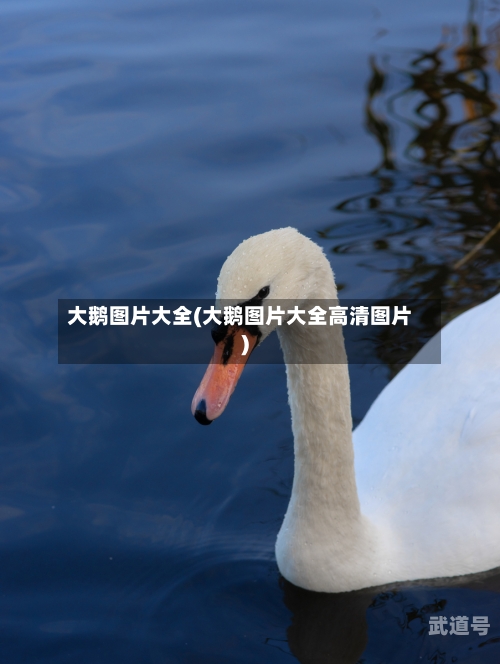 大鹅图片大全(大鹅图片大全高清图片)