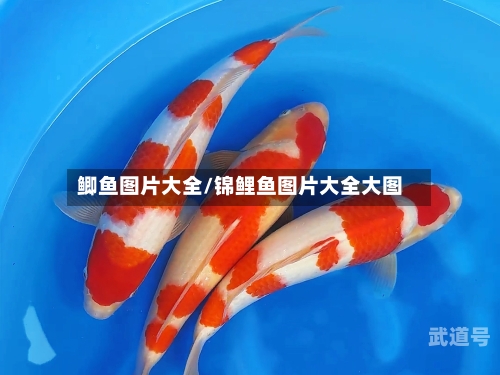 鲫鱼图片大全/锦鲤鱼图片大全大图-第3张图片