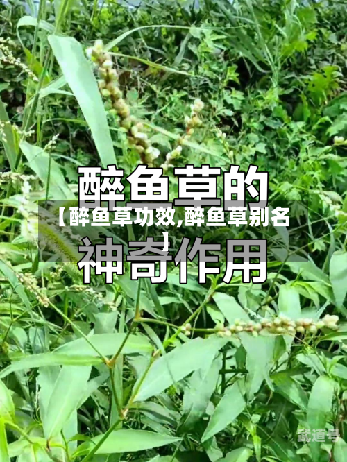 【醉鱼草功效,醉鱼草别名】