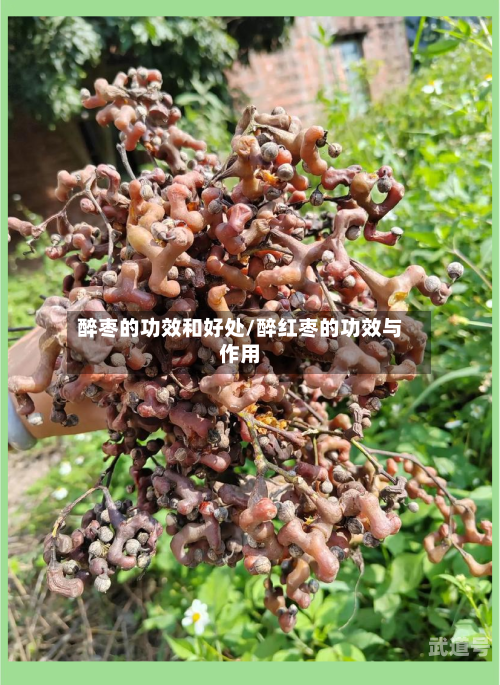 醉枣的功效和好处/醉红枣的功效与作用