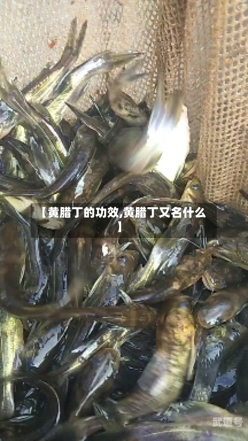 【黄腊丁的功效,黄腊丁又名什么】