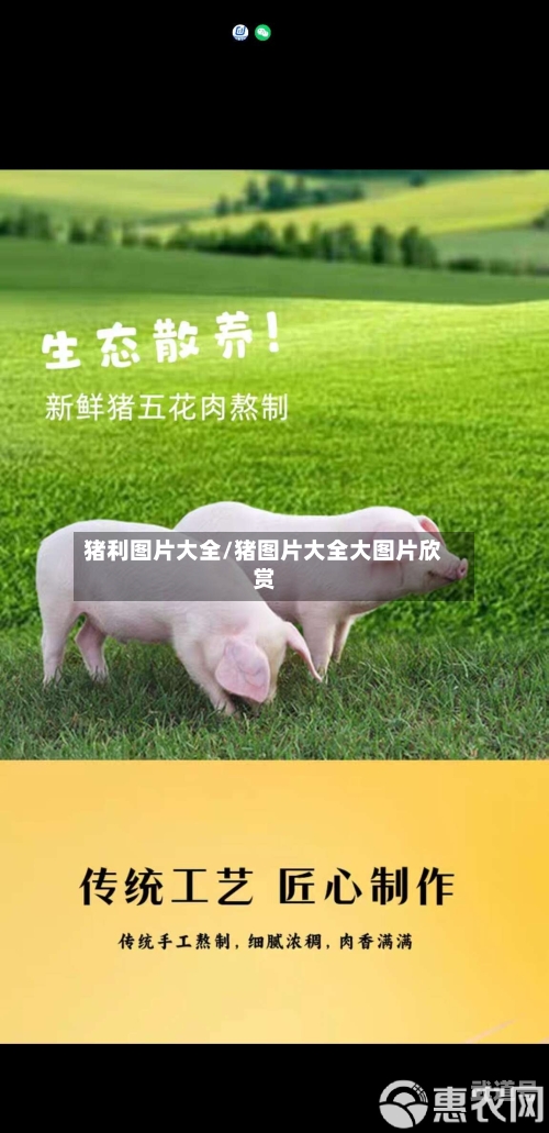 猪利图片大全/猪图片大全大图片欣赏