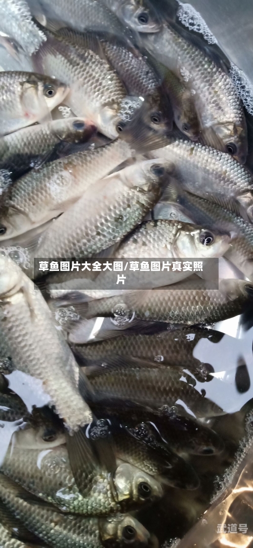草鱼图片大全大图/草鱼图片真实照片-第2张图片
