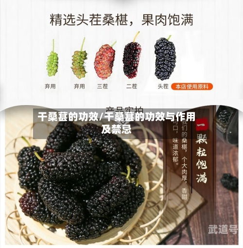 干桑葚的功效/干桑葚的功效与作用及禁忌-第3张图片