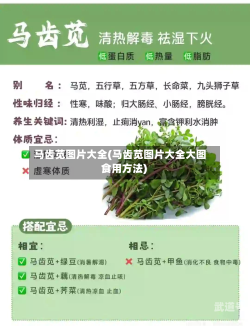 马齿苋图片大全(马齿苋图片大全大图 食用方法)