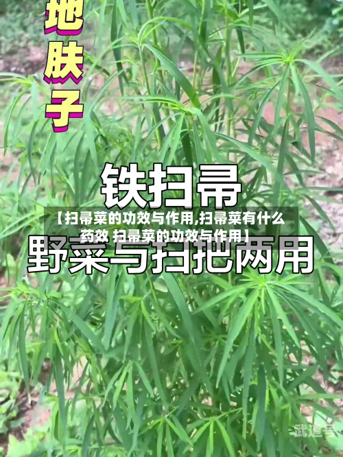 【扫帚菜的功效与作用,扫帚菜有什么药效 扫帚菜的功效与作用】