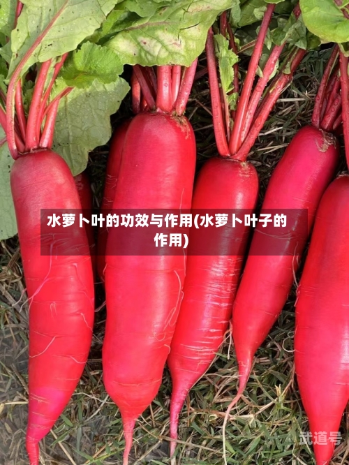 水萝卜叶的功效与作用(水萝卜叶子的作用)